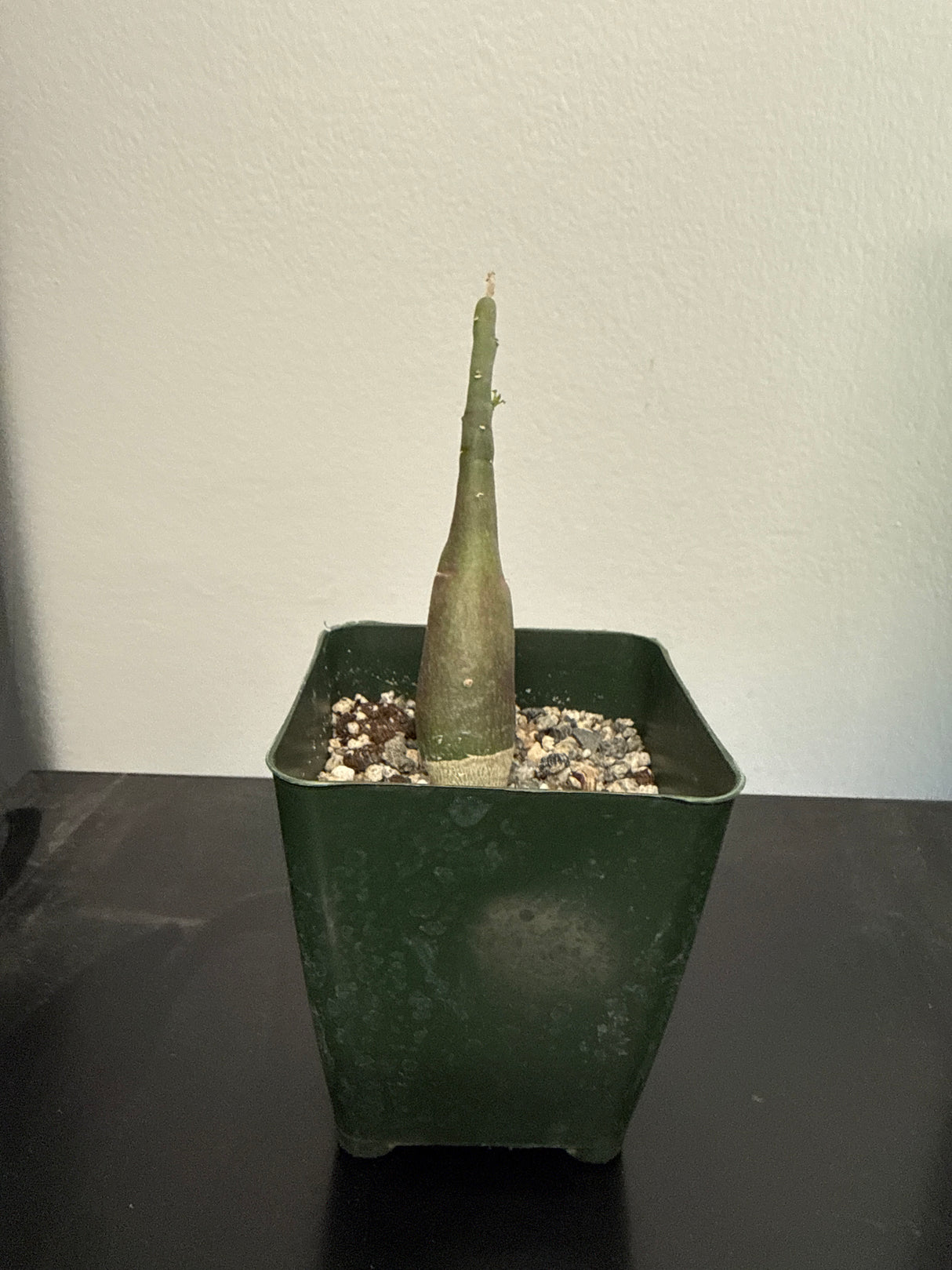 Adenia Venenata – Pachycaul Caudiciform Succulent