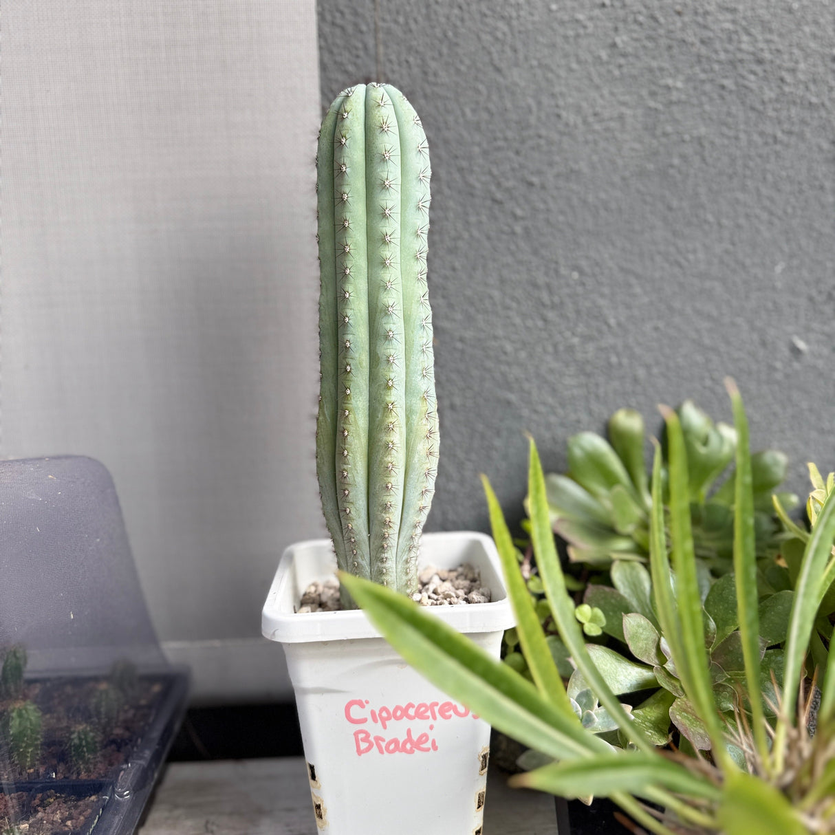 Cipocereus Bradei