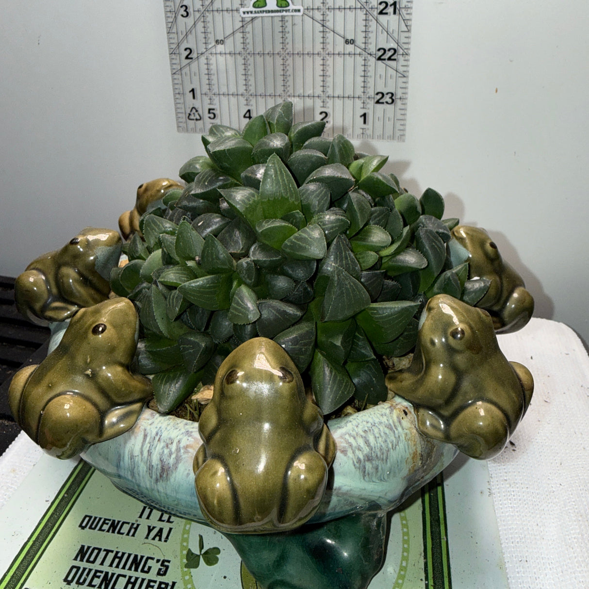 Haworthia retusa