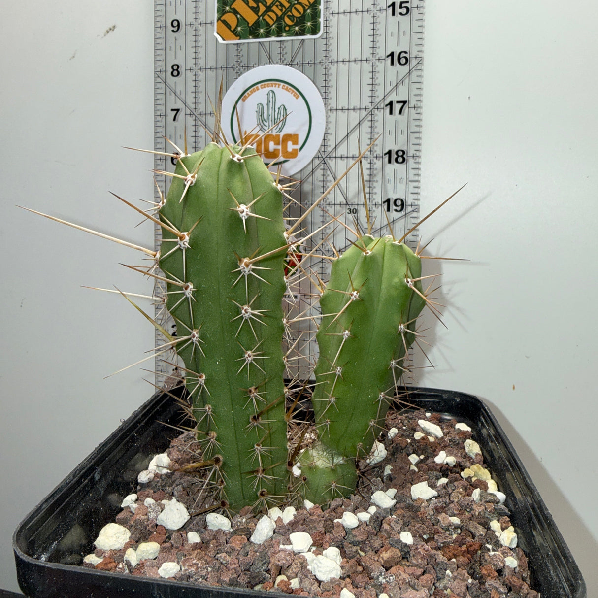 Rare Cactus - Columnar Cactus Hybrid - (EILEENxWOWIE)