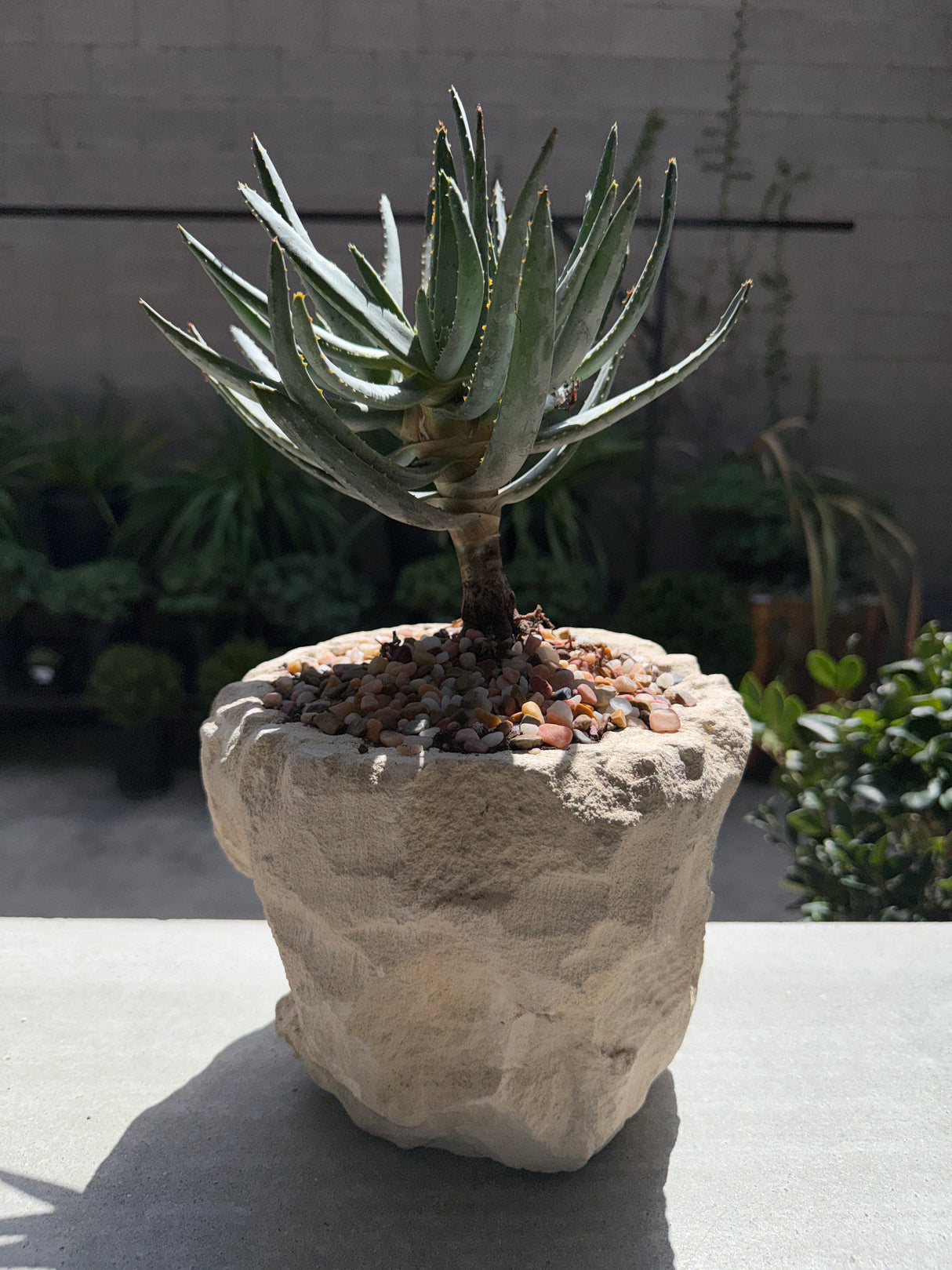 Aloidendron Ramosissimum - Aloe Ramosissima - Maiden's Quiver Tree