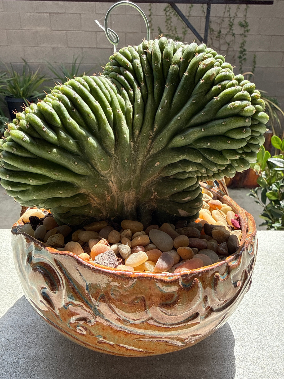 TPM Monstrose & Crested Columnar Cactus Clone