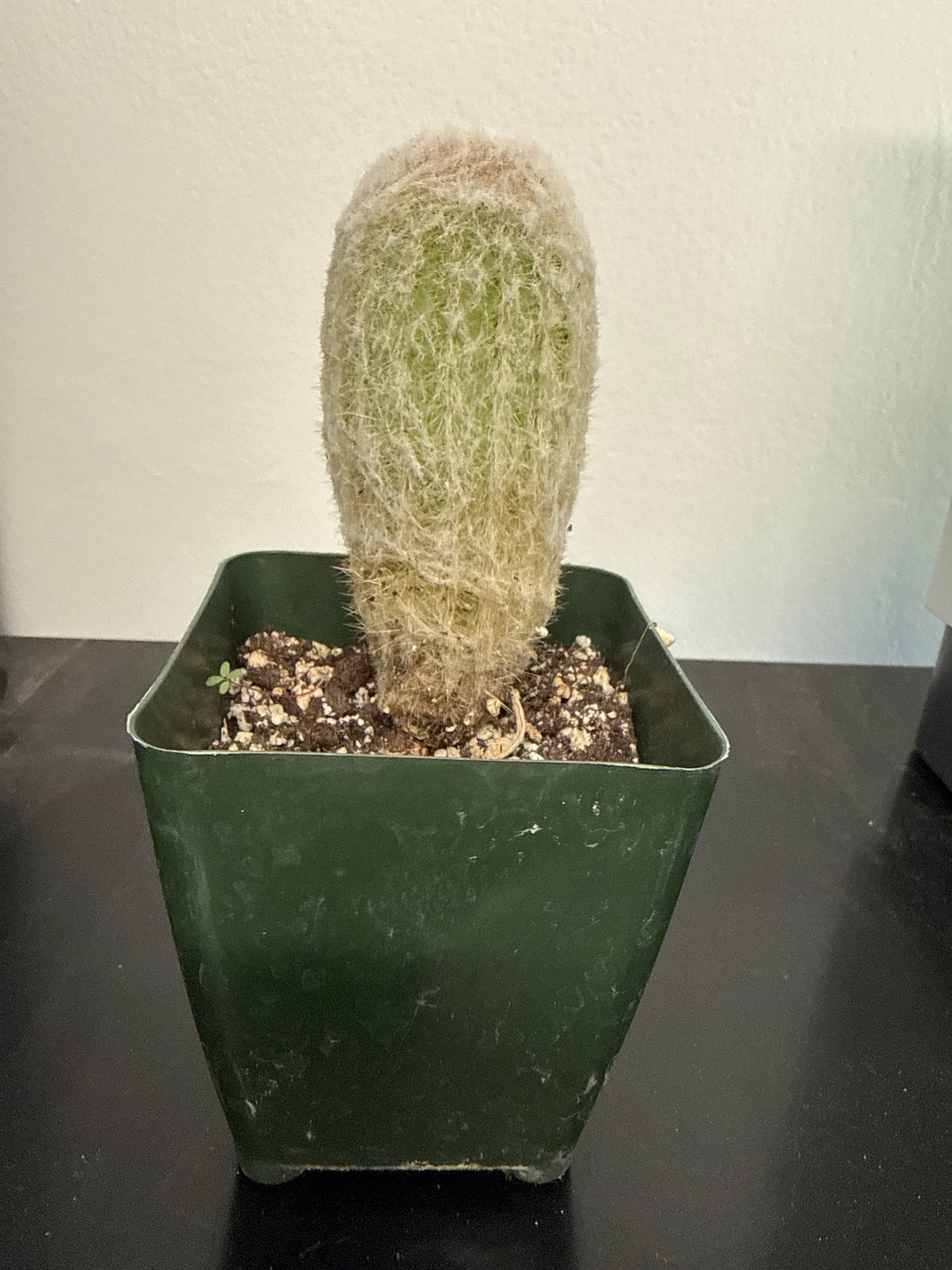 Espostoa melanostele inermis | Peruvian Old Lady Cactus | Echinopsis melanostele Form