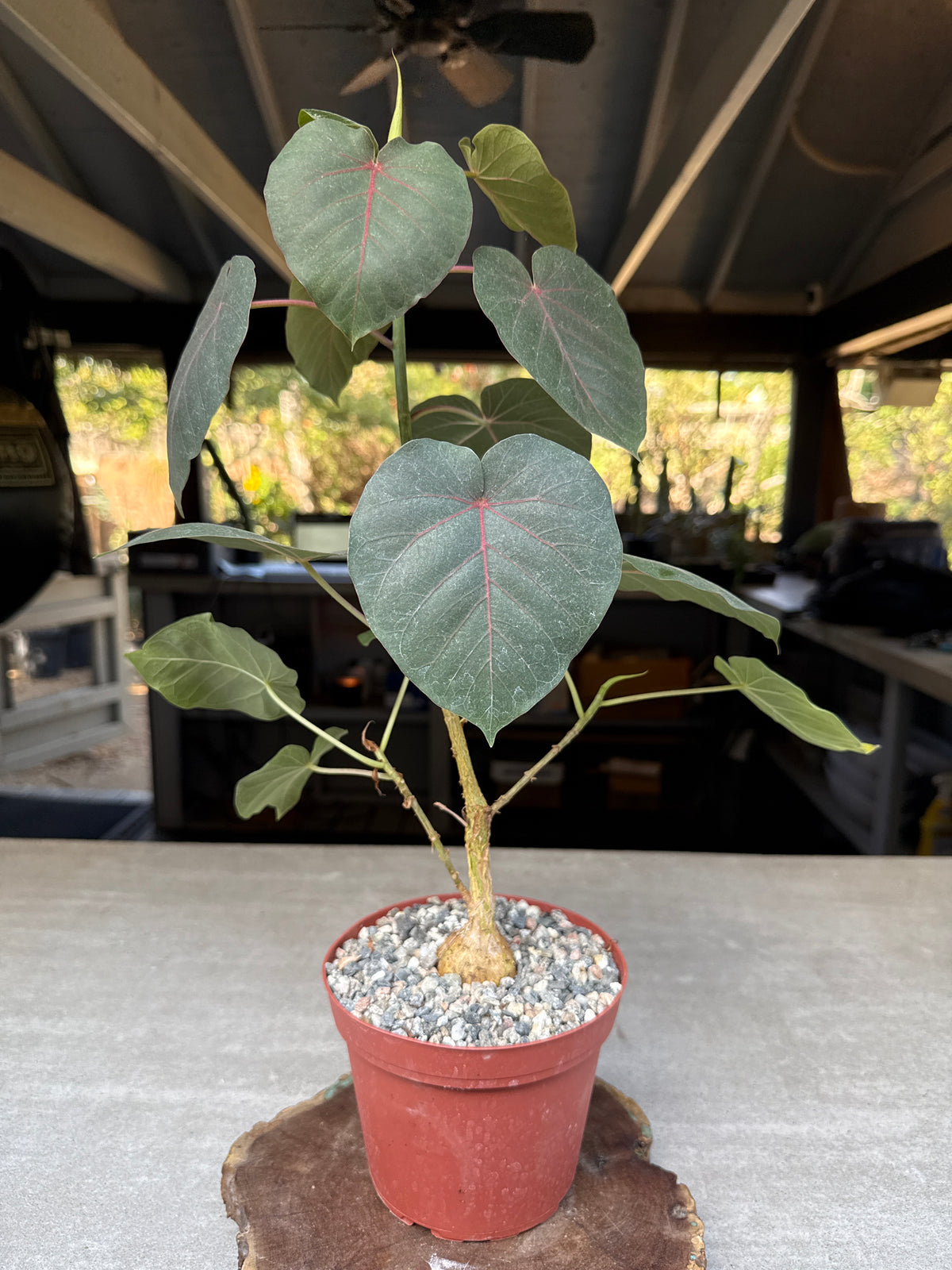 Ficus petiolaris (Rock Fig)