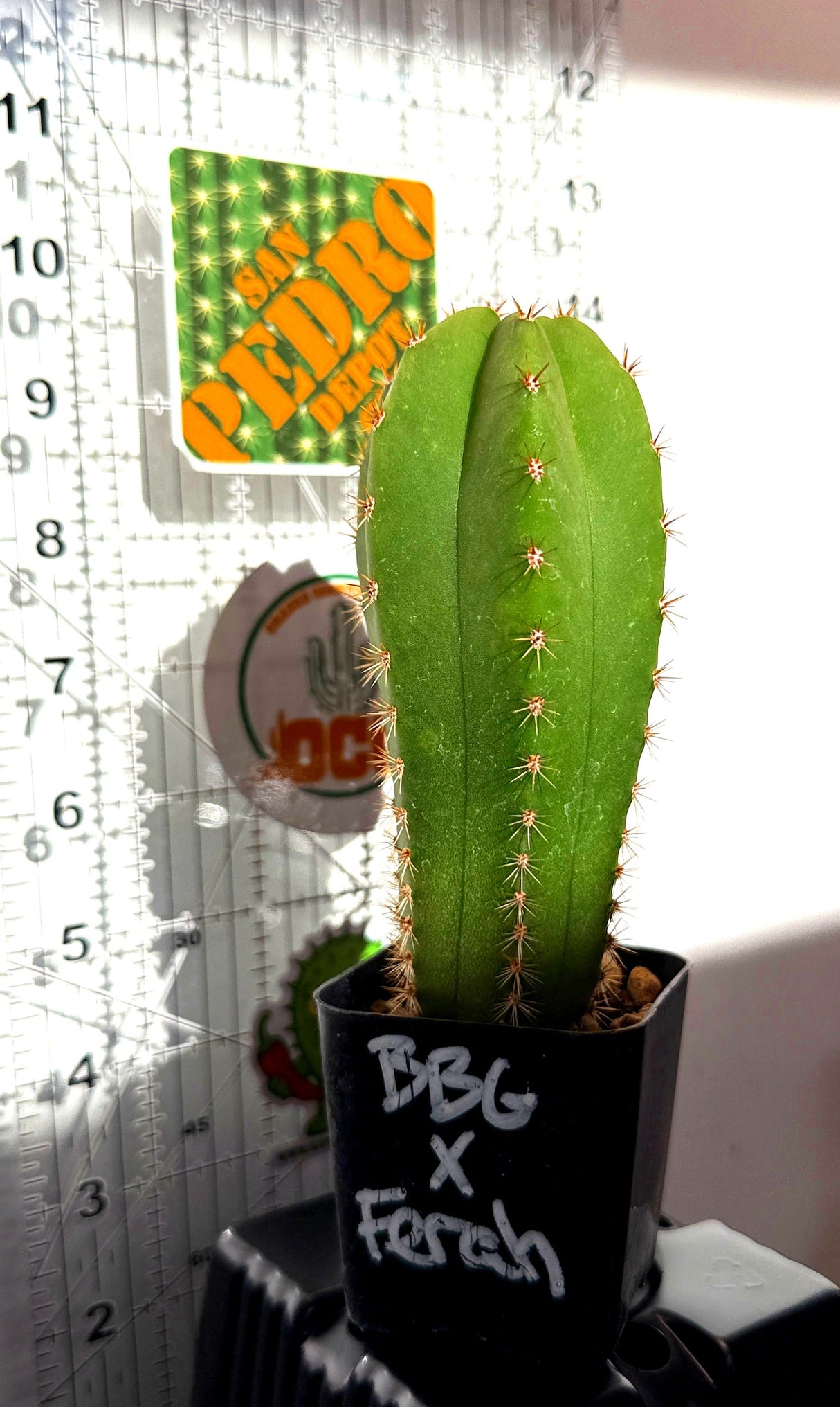 Columnar Cactus Hybrid - (BBG 48.1540 x FERAH)