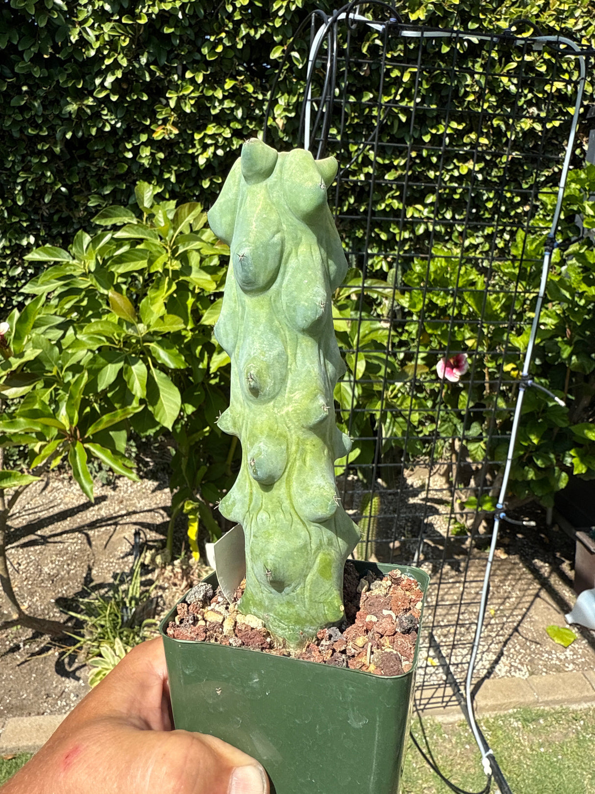 Myrtillocactus Geometrizans 'Fukurokuryuzinboku'