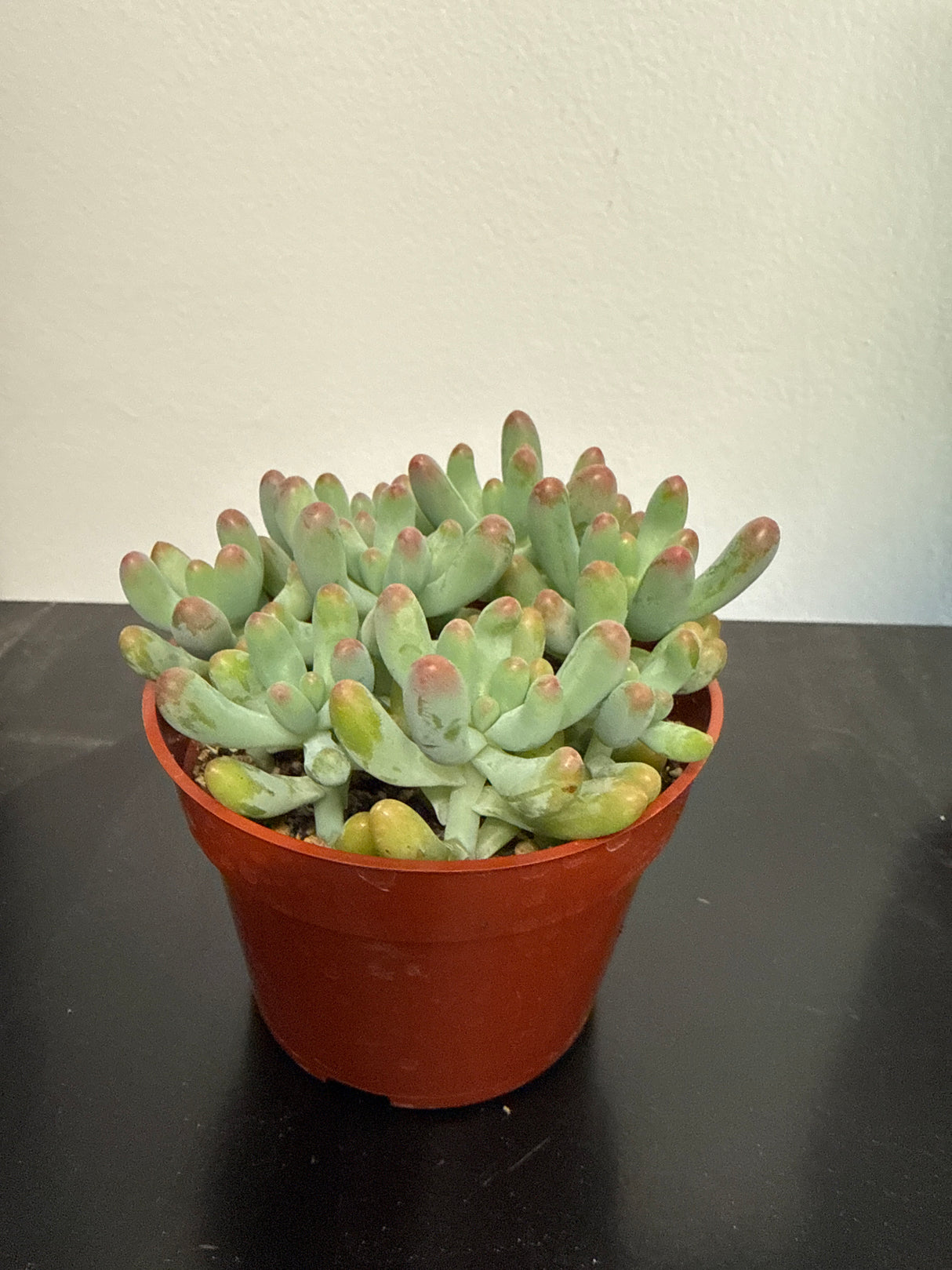 Sedum rubrotinctum (Jelly Bean Plant or Pork and Beans)
