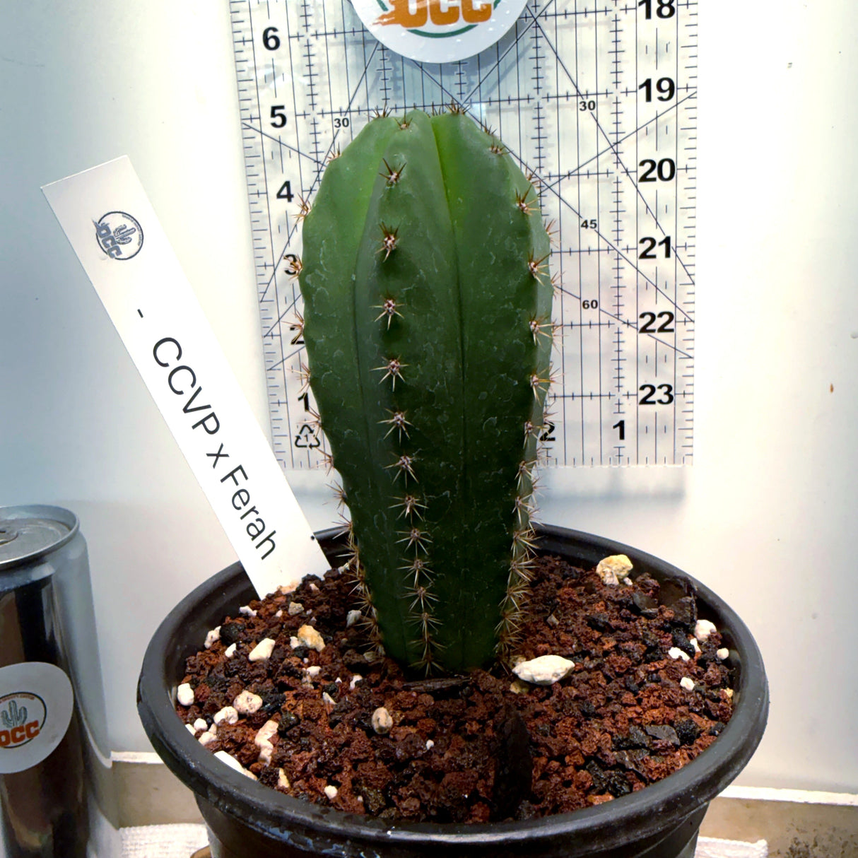 Columnar Cactus Hybrid - (CCVP x FERAH)