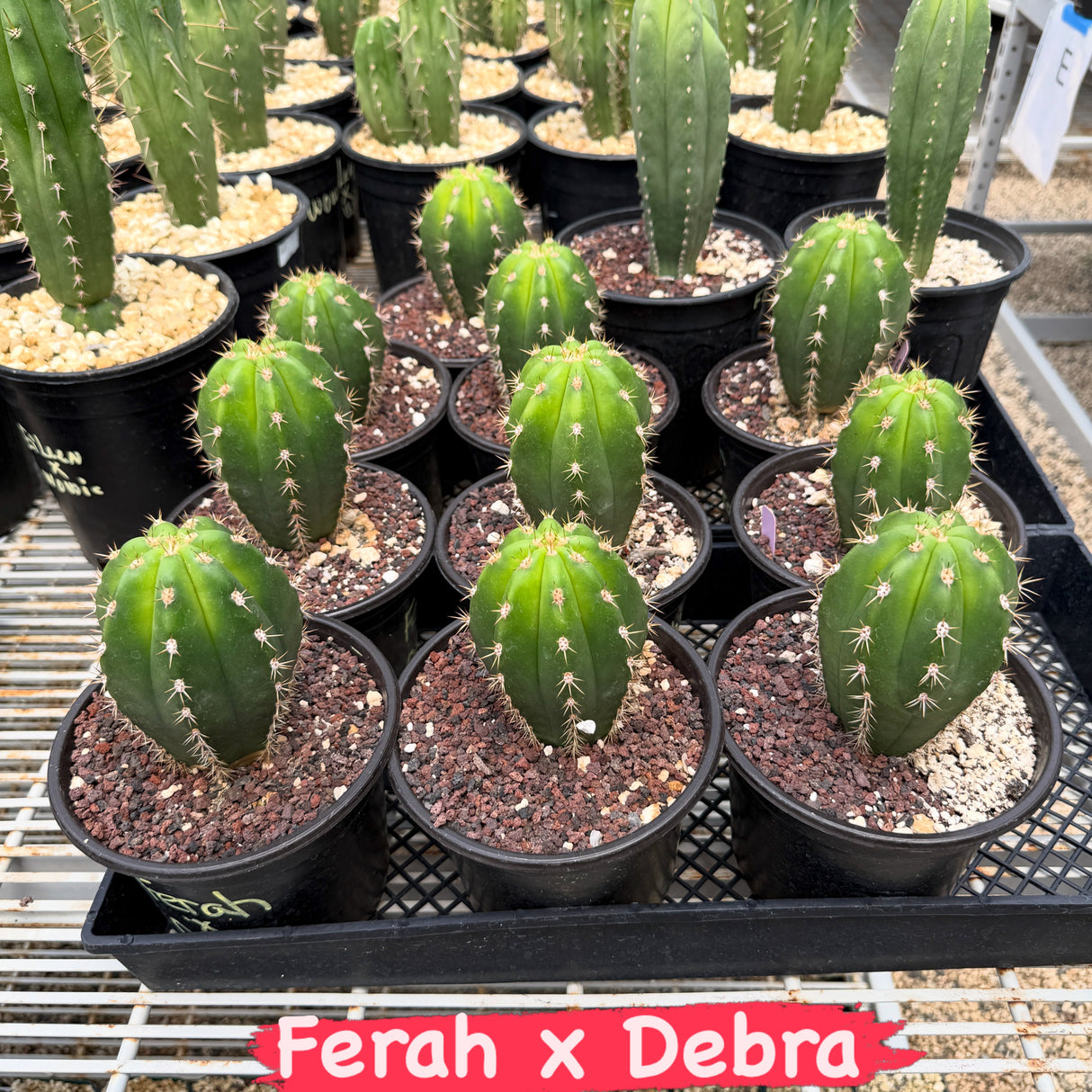 Columnar Cactus Hybrid - (Ferah x Debrah)
