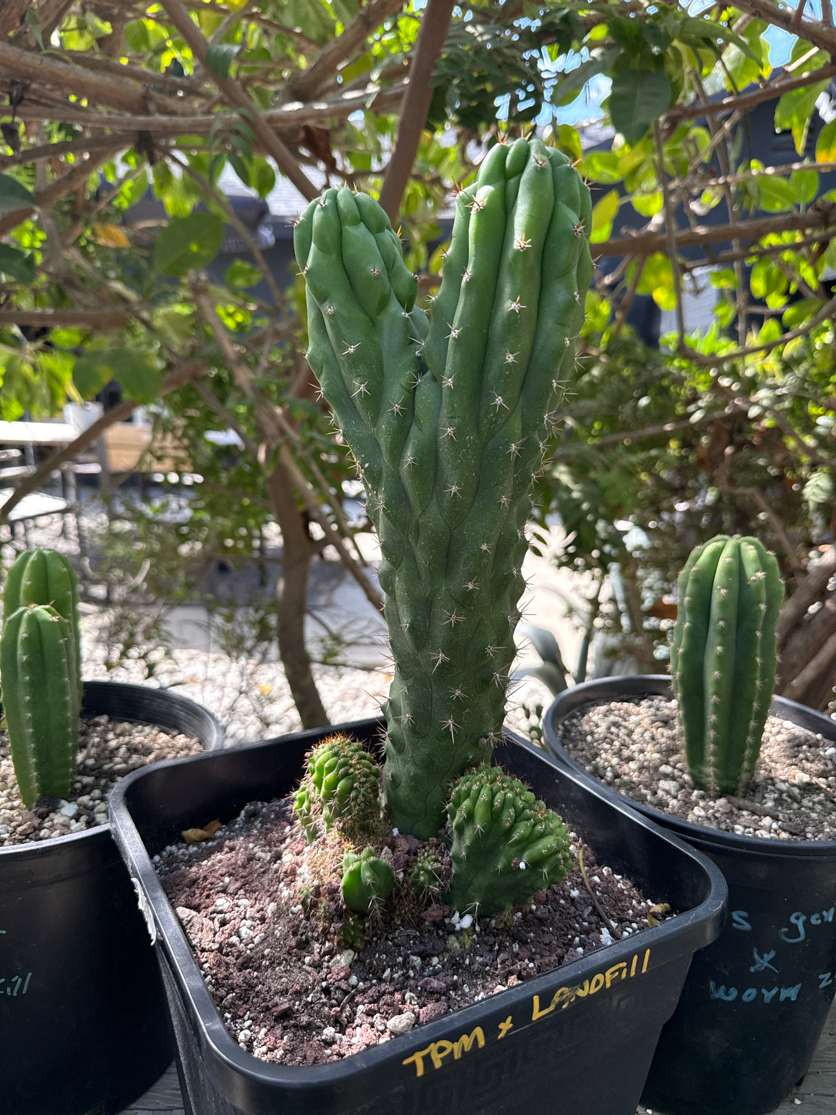 TPM x Landfill - Columnar Cactus Hybrid