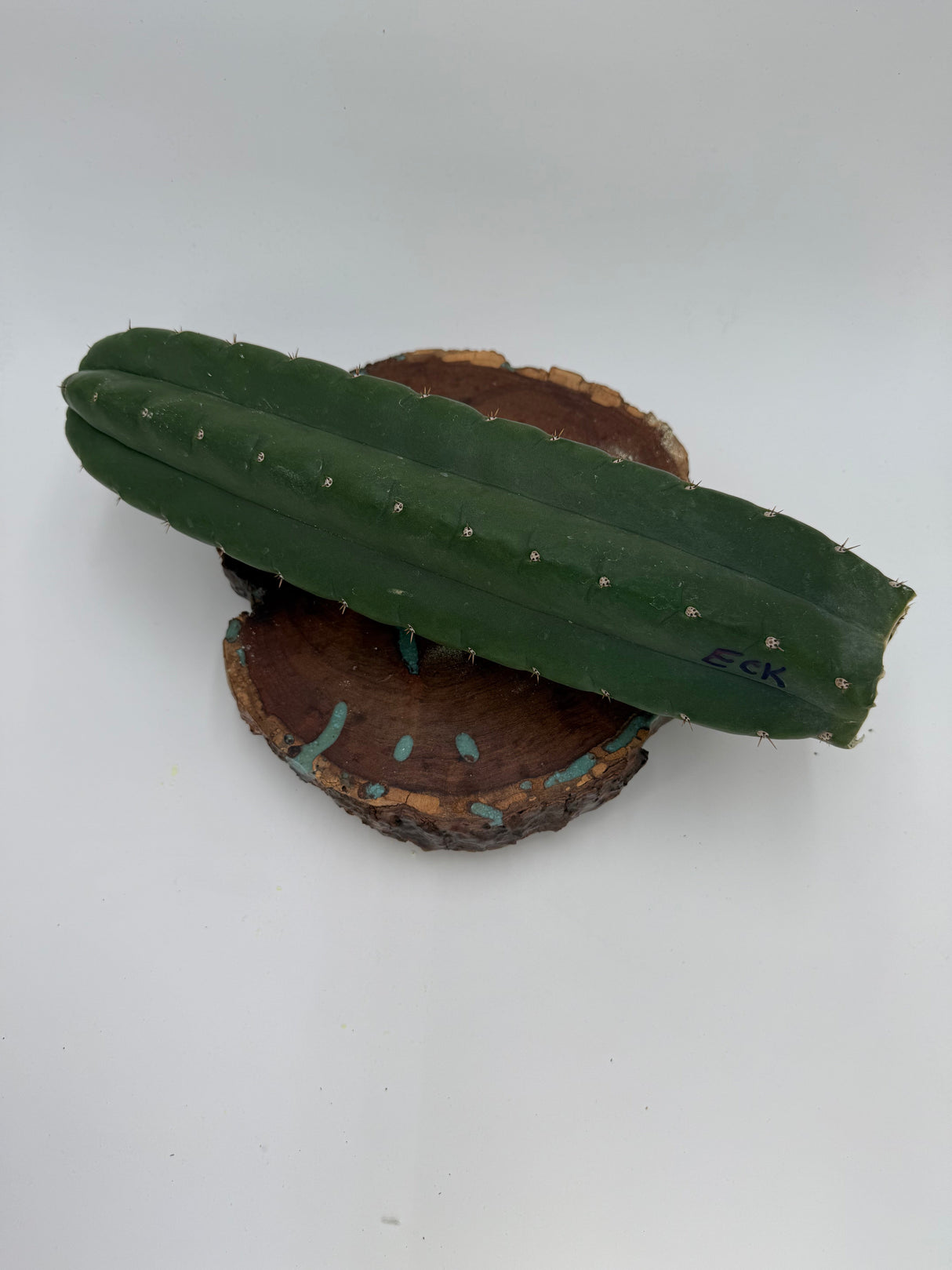 Columnar Cactus Clone - (Eck)