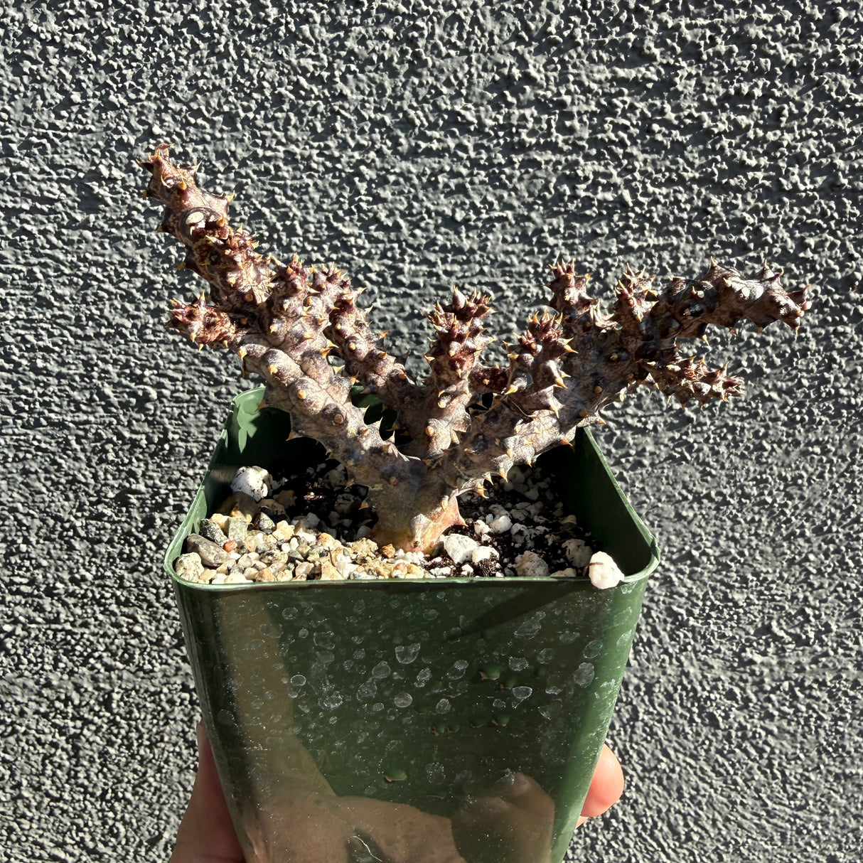 Edithcolea Grandis