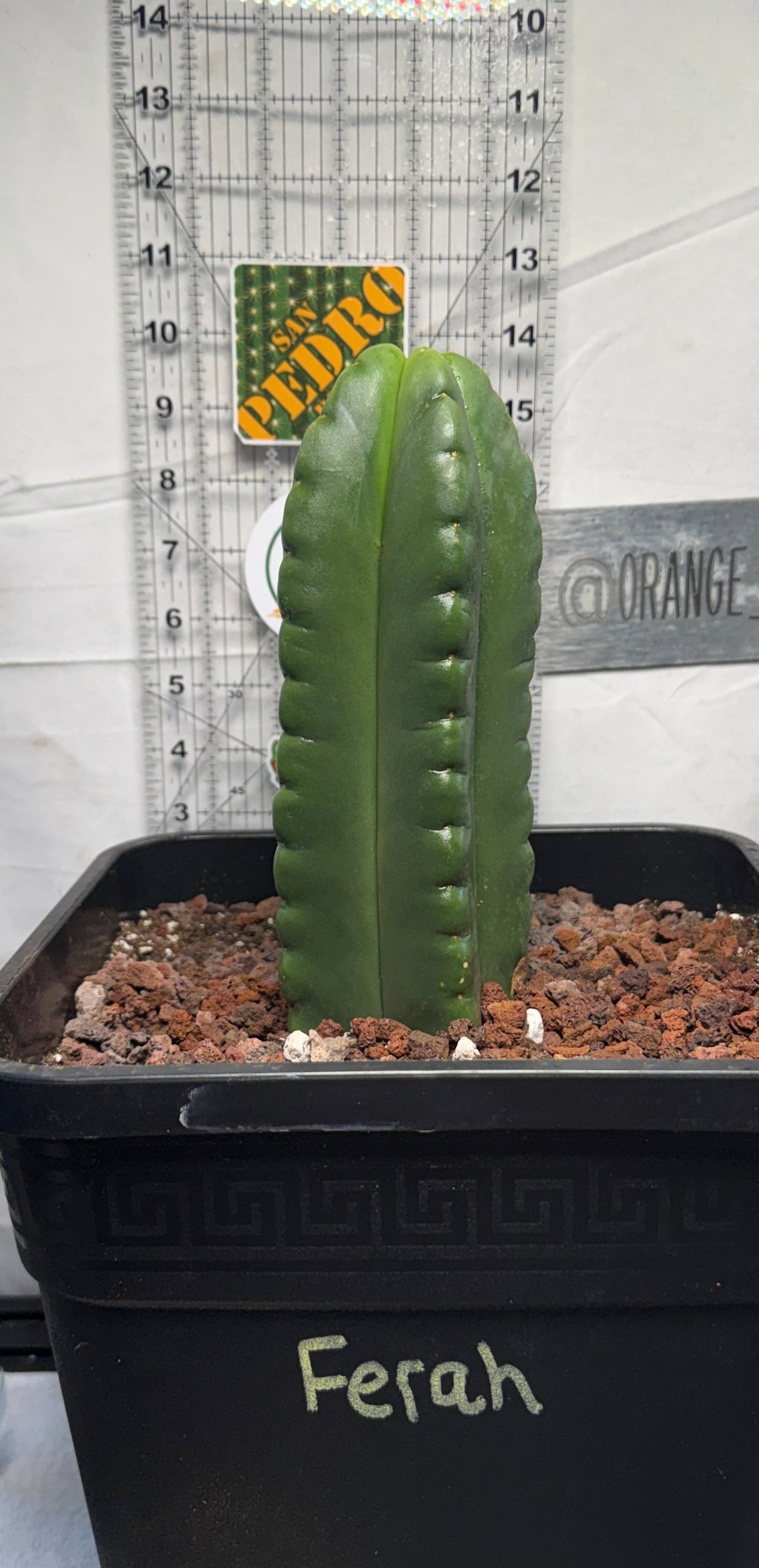 Columnar Cactus Clone - (Ferah)