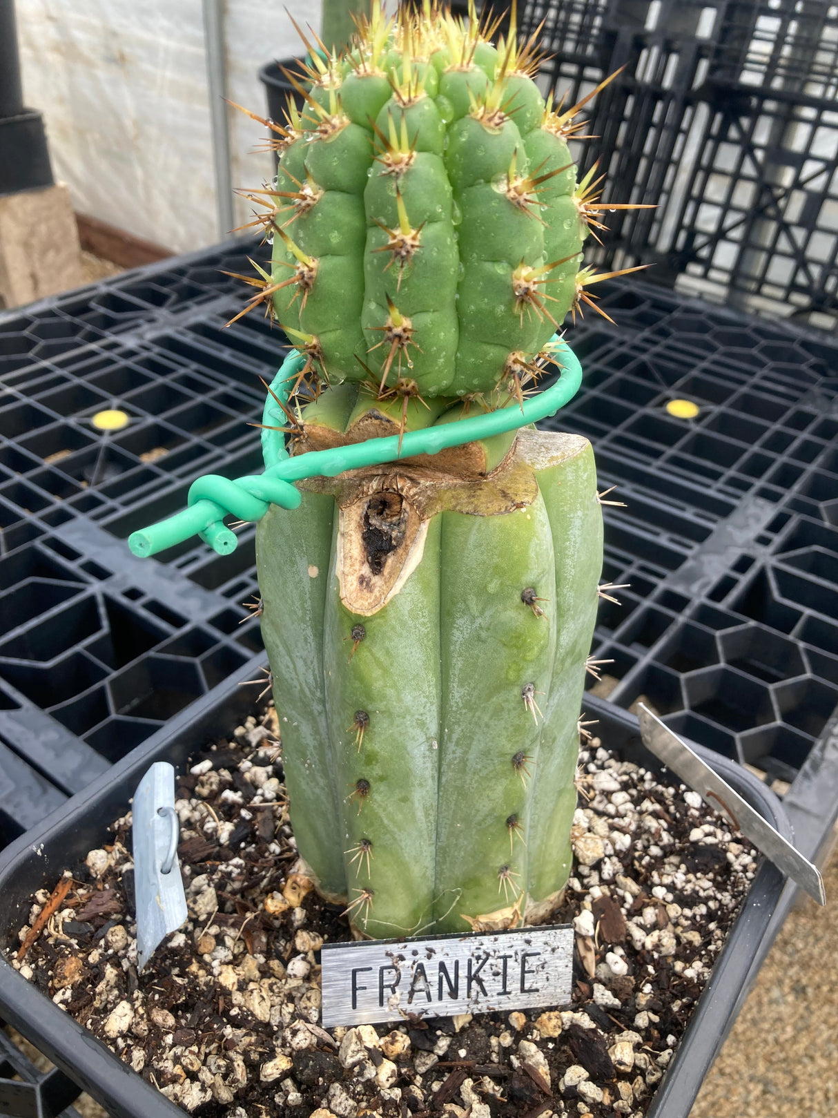 Columnar Cactus Clone - (Frankie)