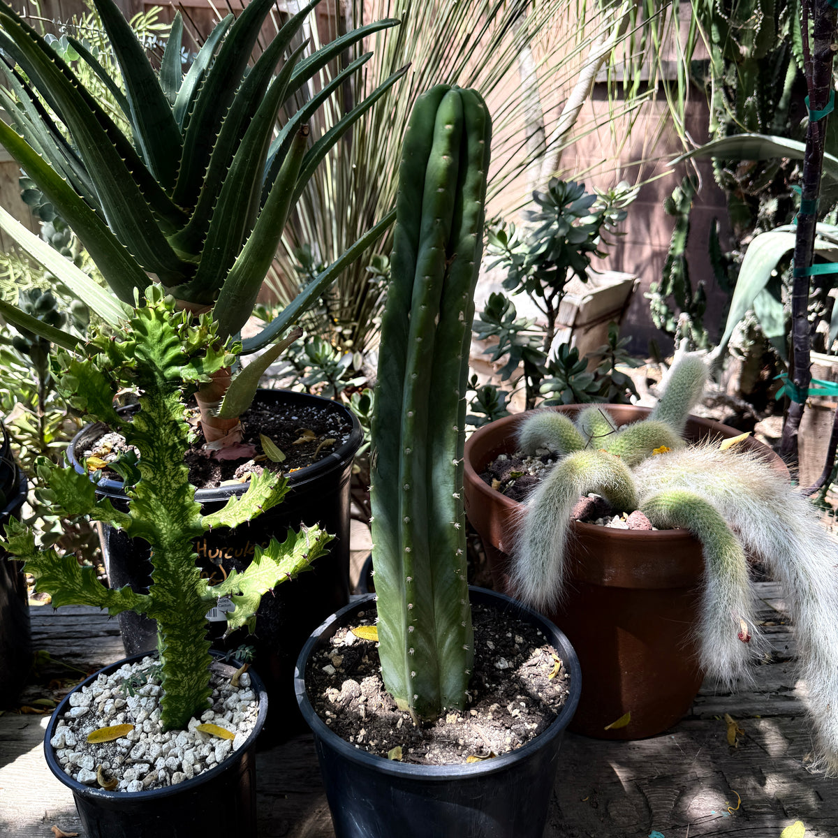 Predominant Cultivar -'PC' - Columnar Cactus
