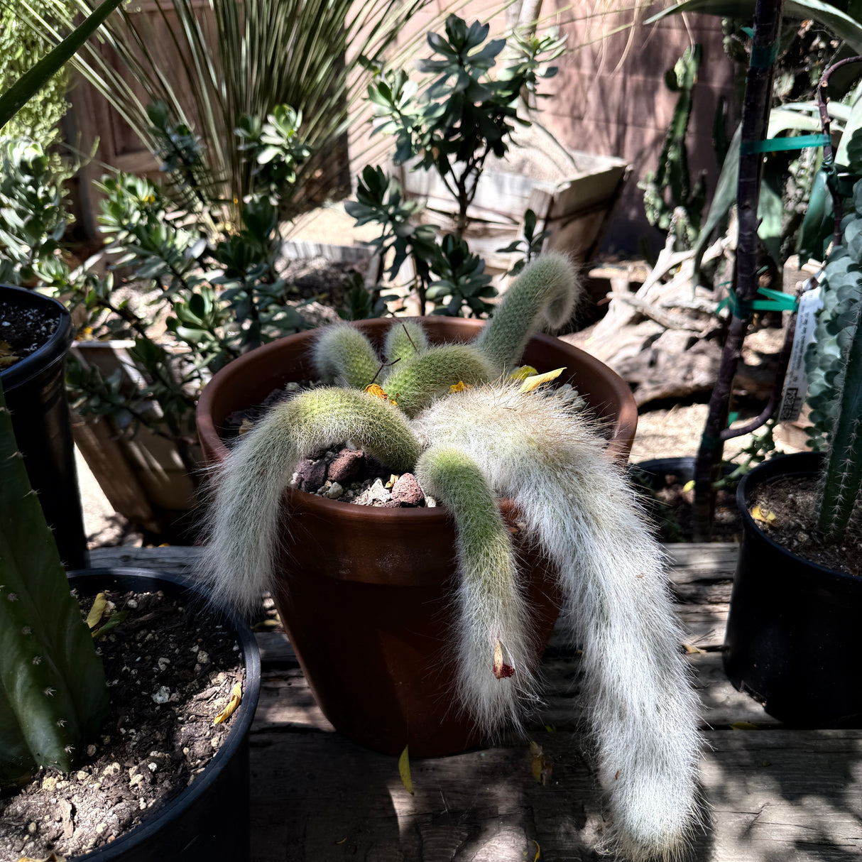 Monkey Tail Cactus (Cleistocactus colademononis).