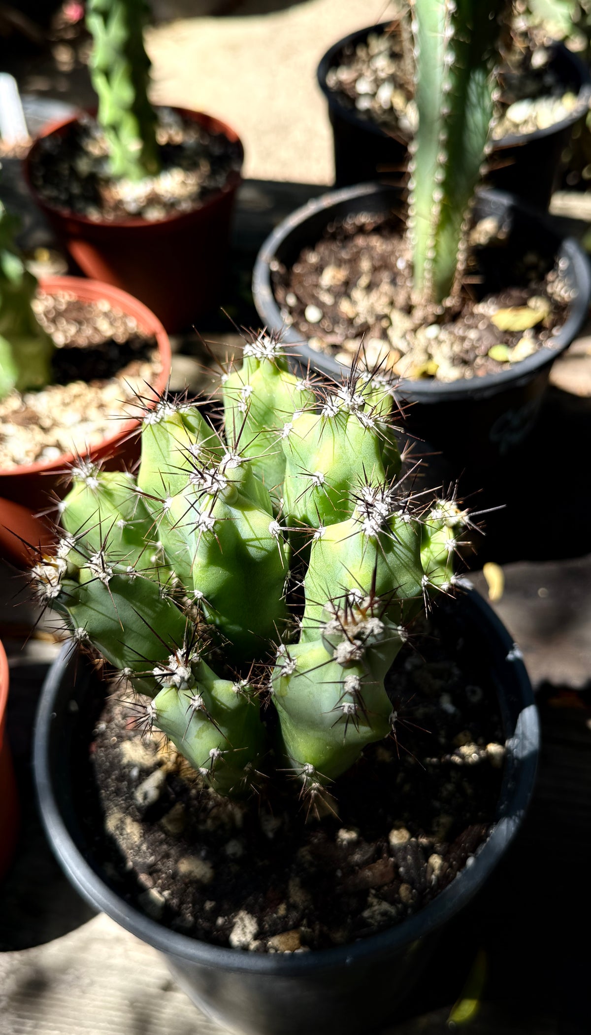 Cereus Repandus - Peruvian Apple Cactus