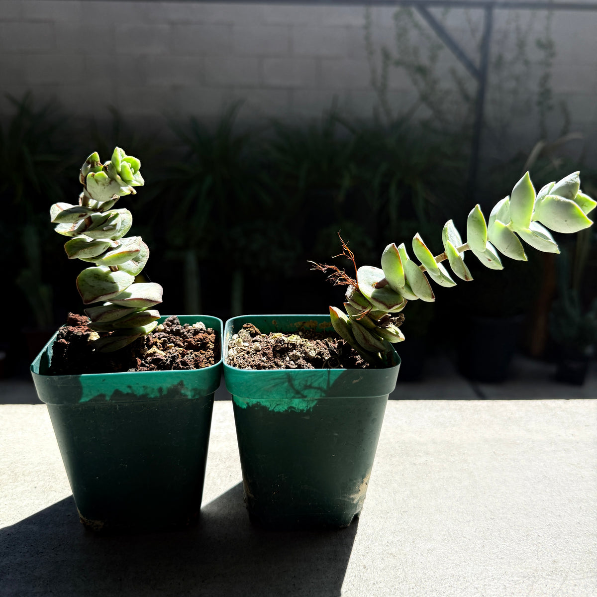 Crassula perforata – String of Buttons