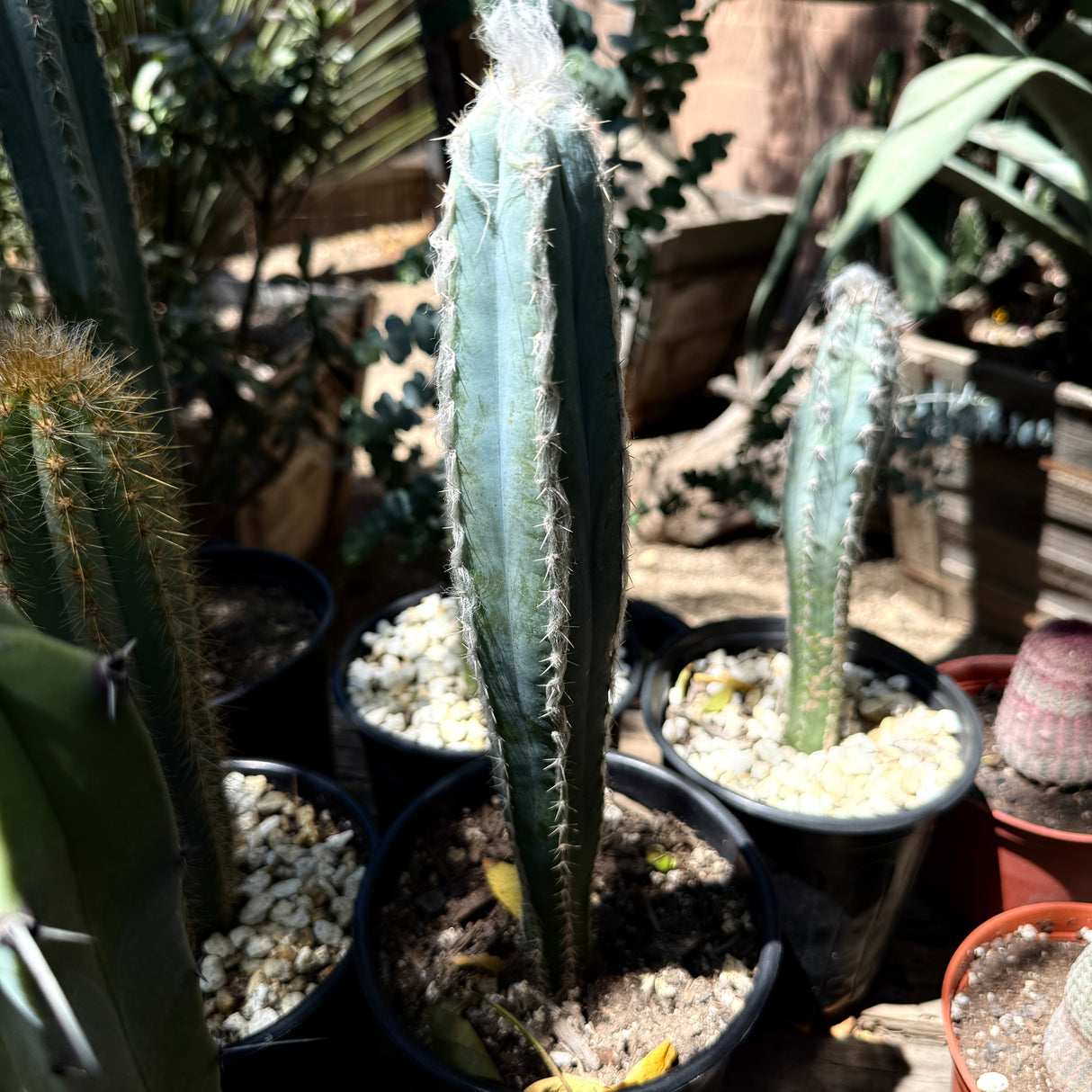 Pilosocereus Pachycladus - Blue Torch Cactus