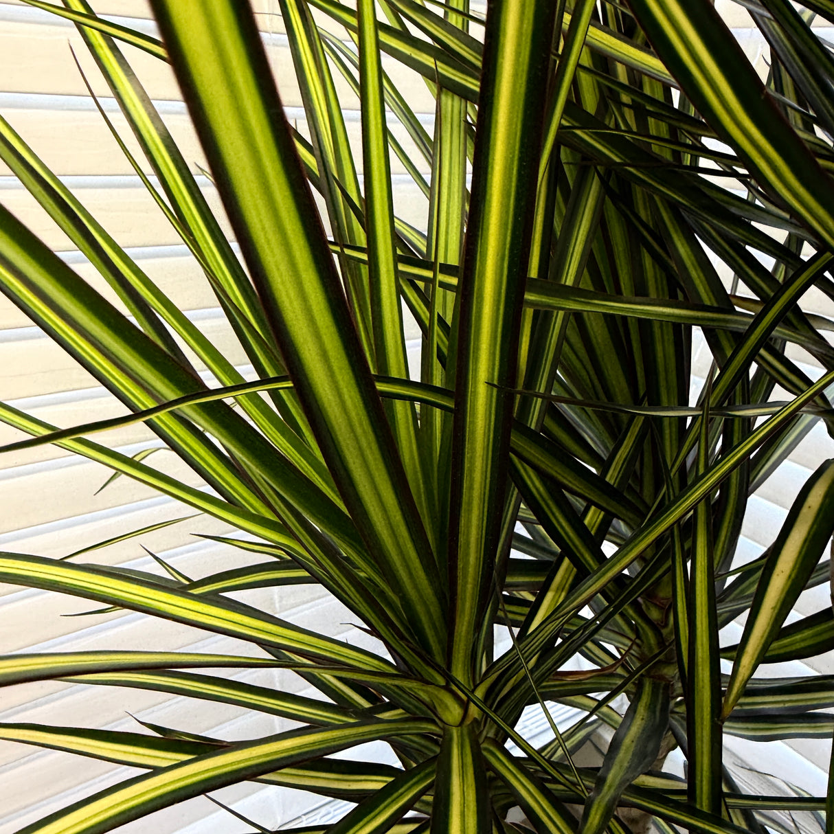 Dracaena Kiwi - Ray of Sunshine