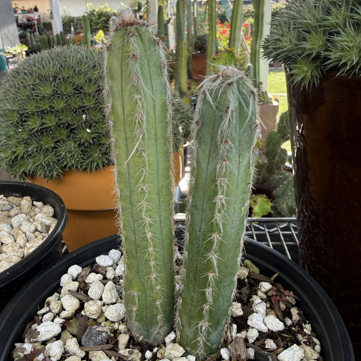 Pilosocereus Palmeri -Woolly Torch or Blue Woolly Torch