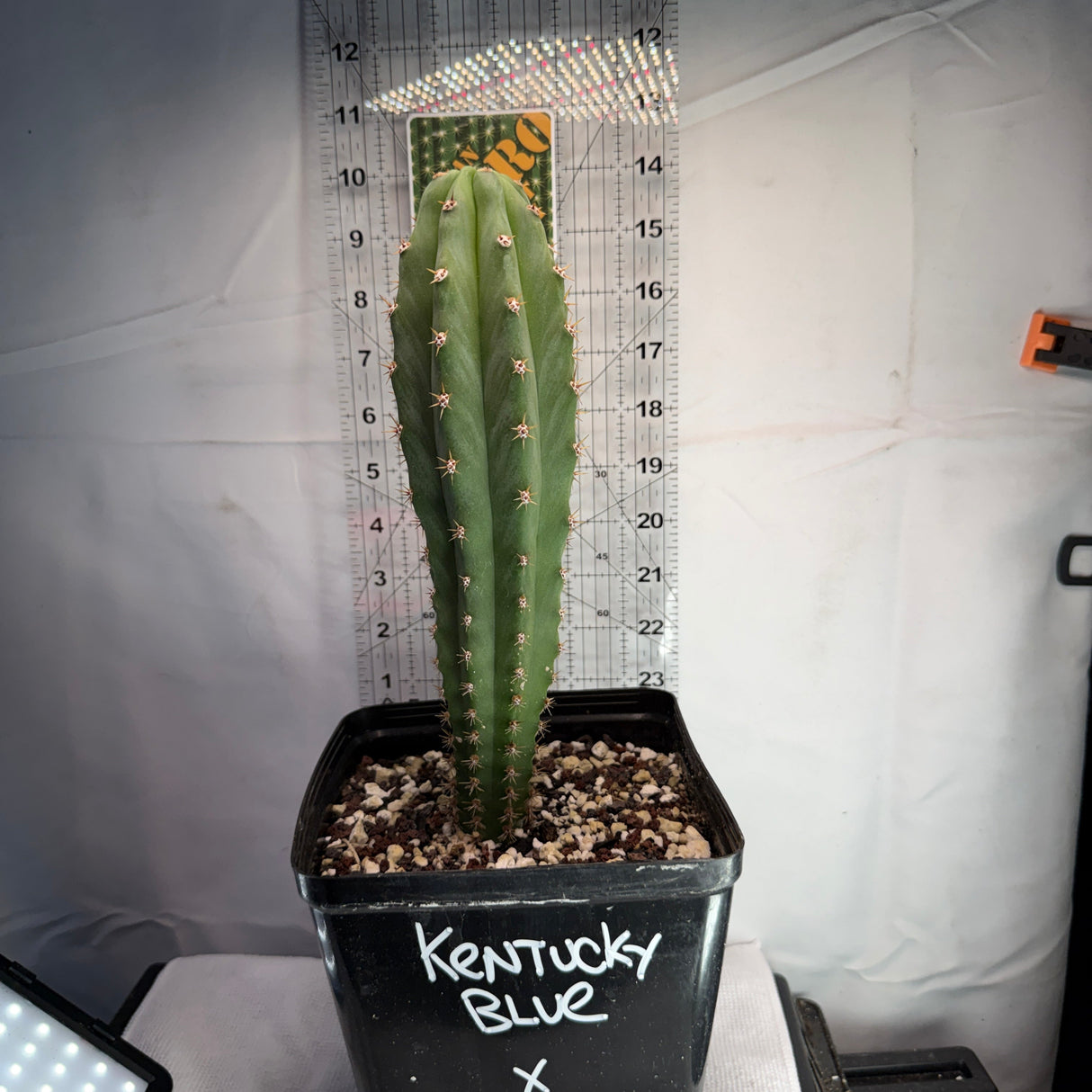 Columnar Cactus Hybrid - (KENTUCKY BLUE x FILMORE)