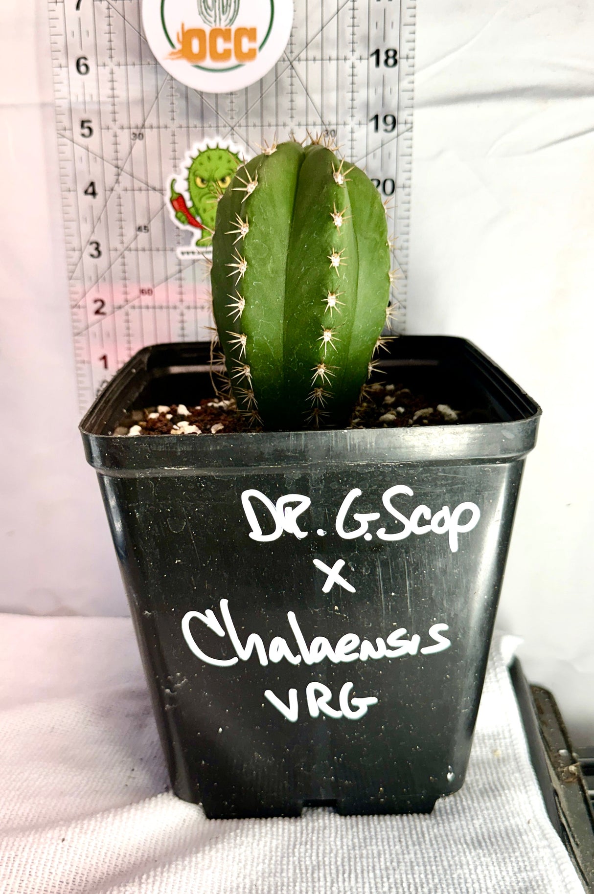 Columnar Cactus Hybrid - (DR.G SCOP x CHALAENSIS)