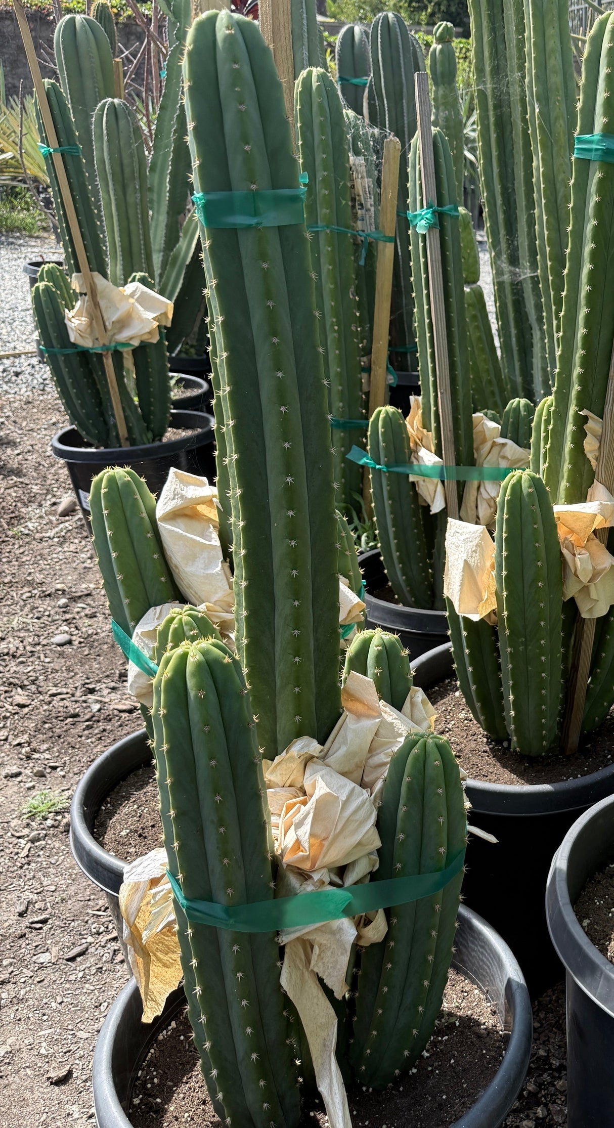 Columnar Cactus - Predominant Cultivar -'PC'