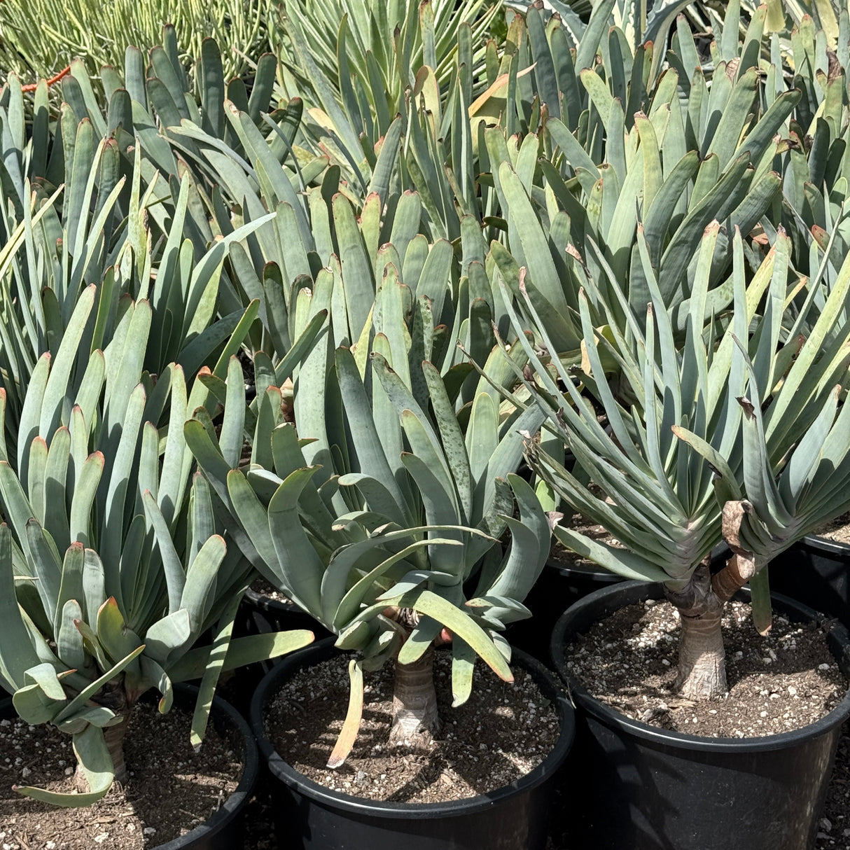 Kumara Plicatilis - Fan Aloe