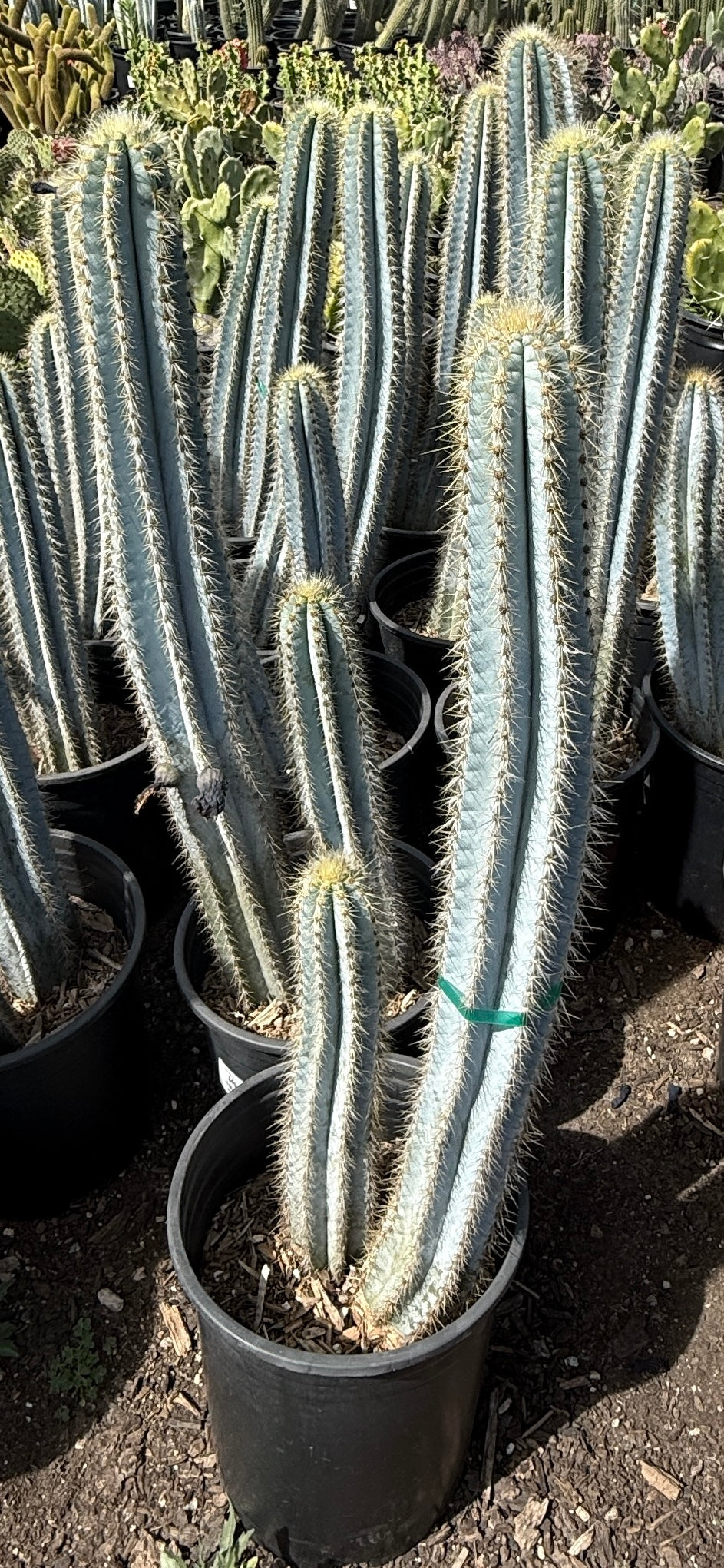 Pilosocereus Pachycladus - Blue Torch Cactus