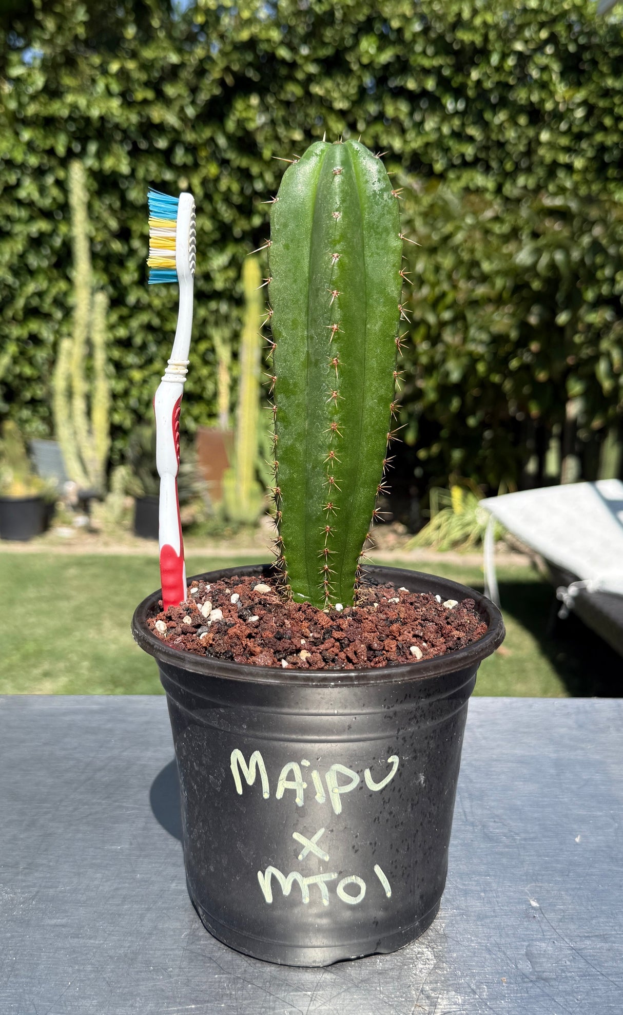 Columnar Cactus Hybrid - (MAIPU x MT01)
