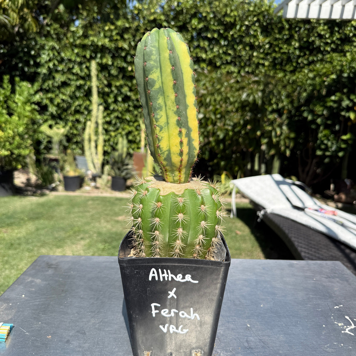 Columnar Cactus Hybrid - (ALTHEA x FERAH vrg)