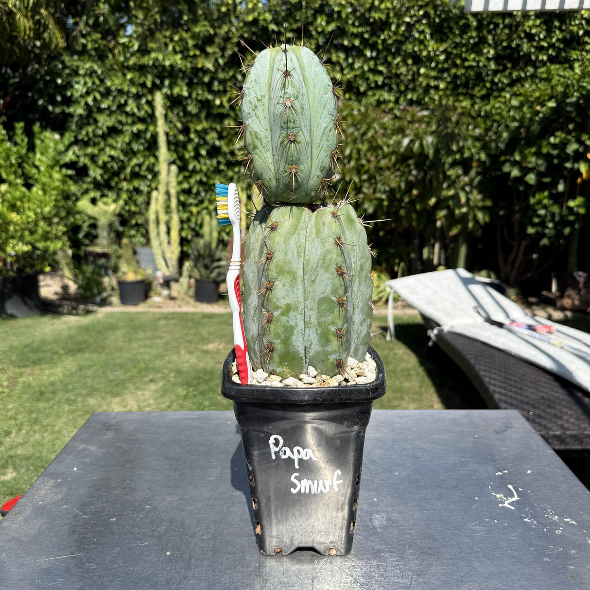 Columnar Cactus Clone - (Papa Smurf)