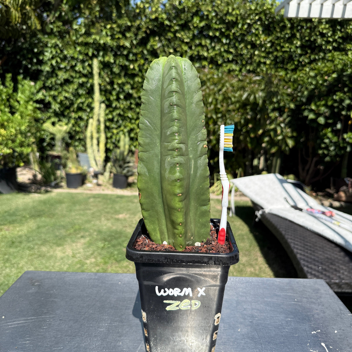 Columnar Cactus Hybrid - (WORM x ZED)
