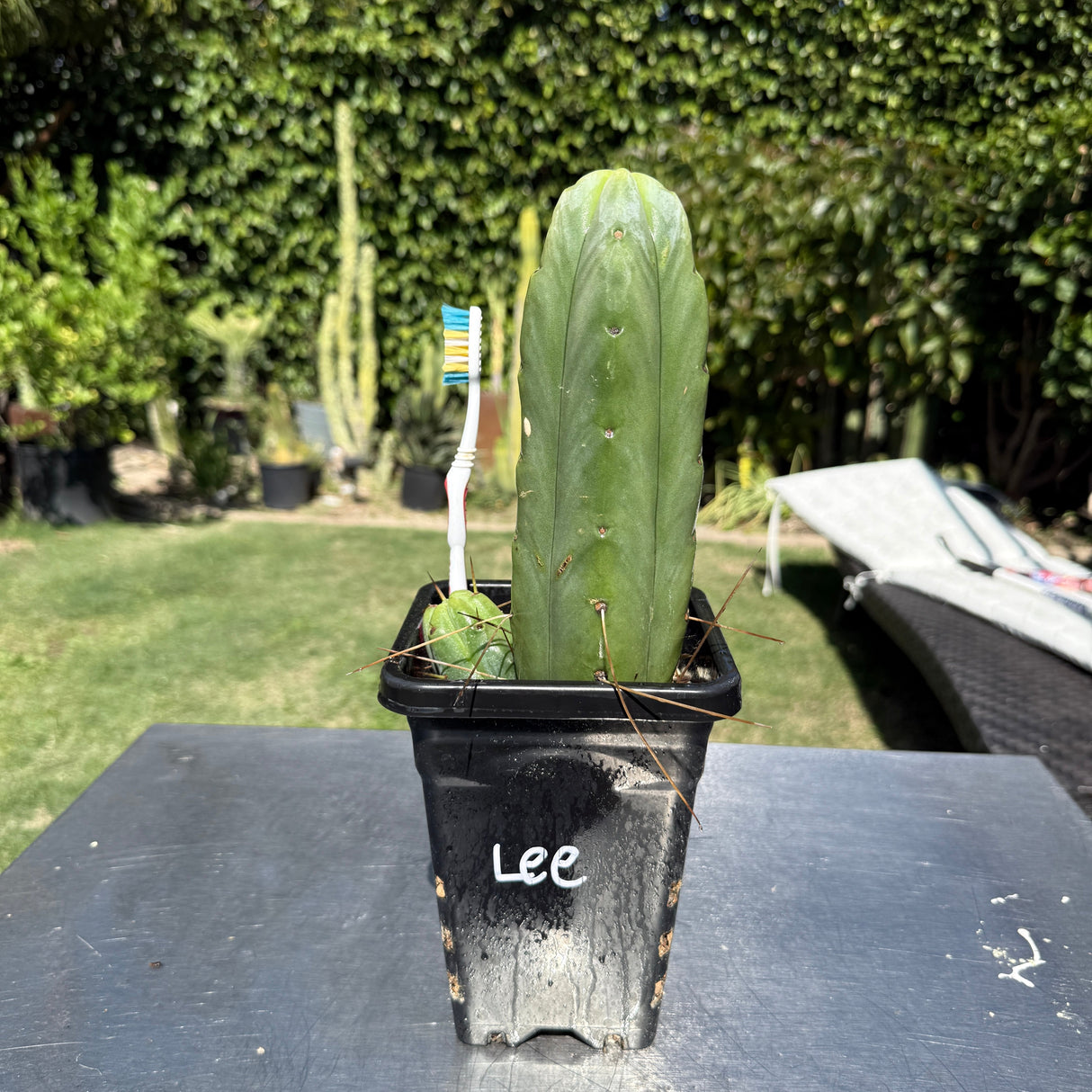 Columnar Cactus Clone - (Lee)