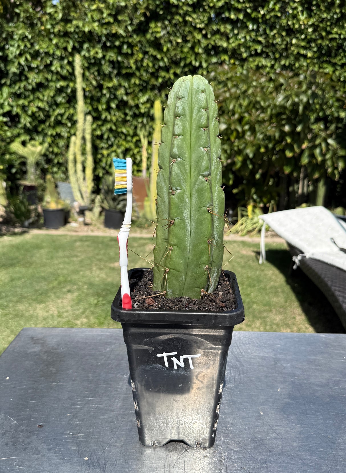 Rare Cactus - Columnar Cactus Hybrid - (TNT)