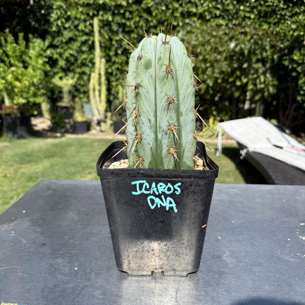 Columnar Cactus Clone - (Icaros DNA)