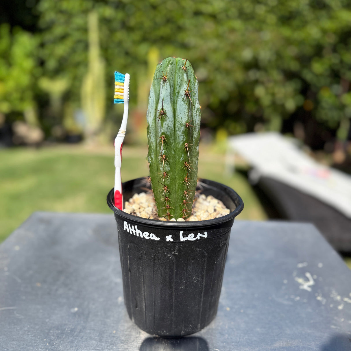 ALTHEA x LEN - Columnar Cactus Hybrid