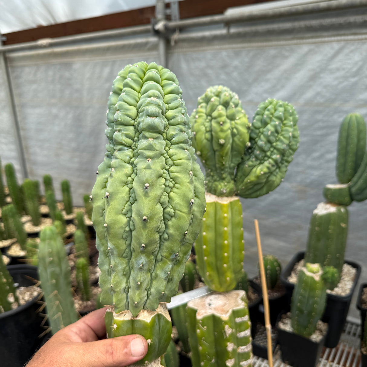 Myrtillocactus geometrizans cv. 'Glorp'