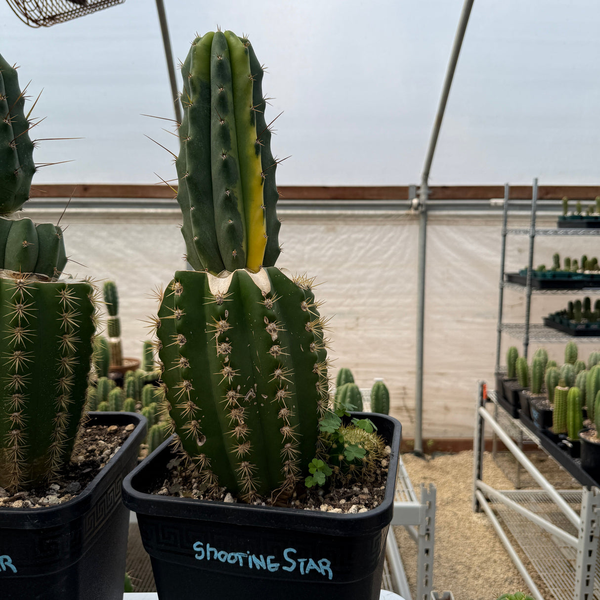 Columnar Cactus Hybrid - (Shooting Star VRG)