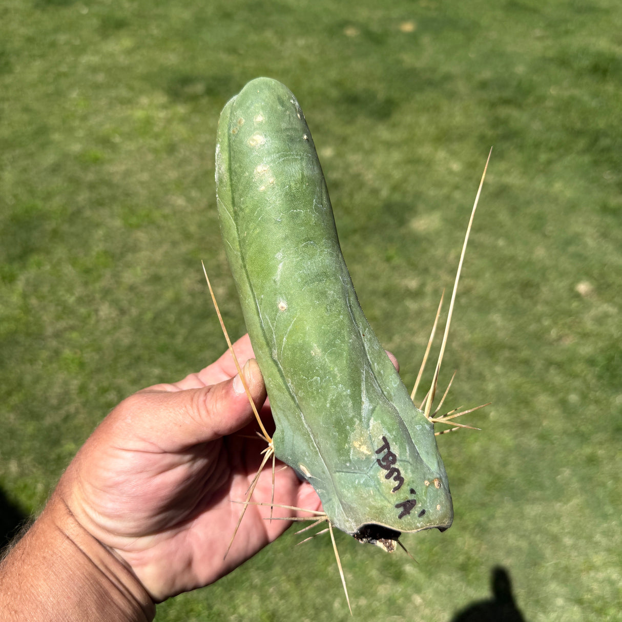 Columnar Cactus Clone - (TBM CLONE A - Long Form)