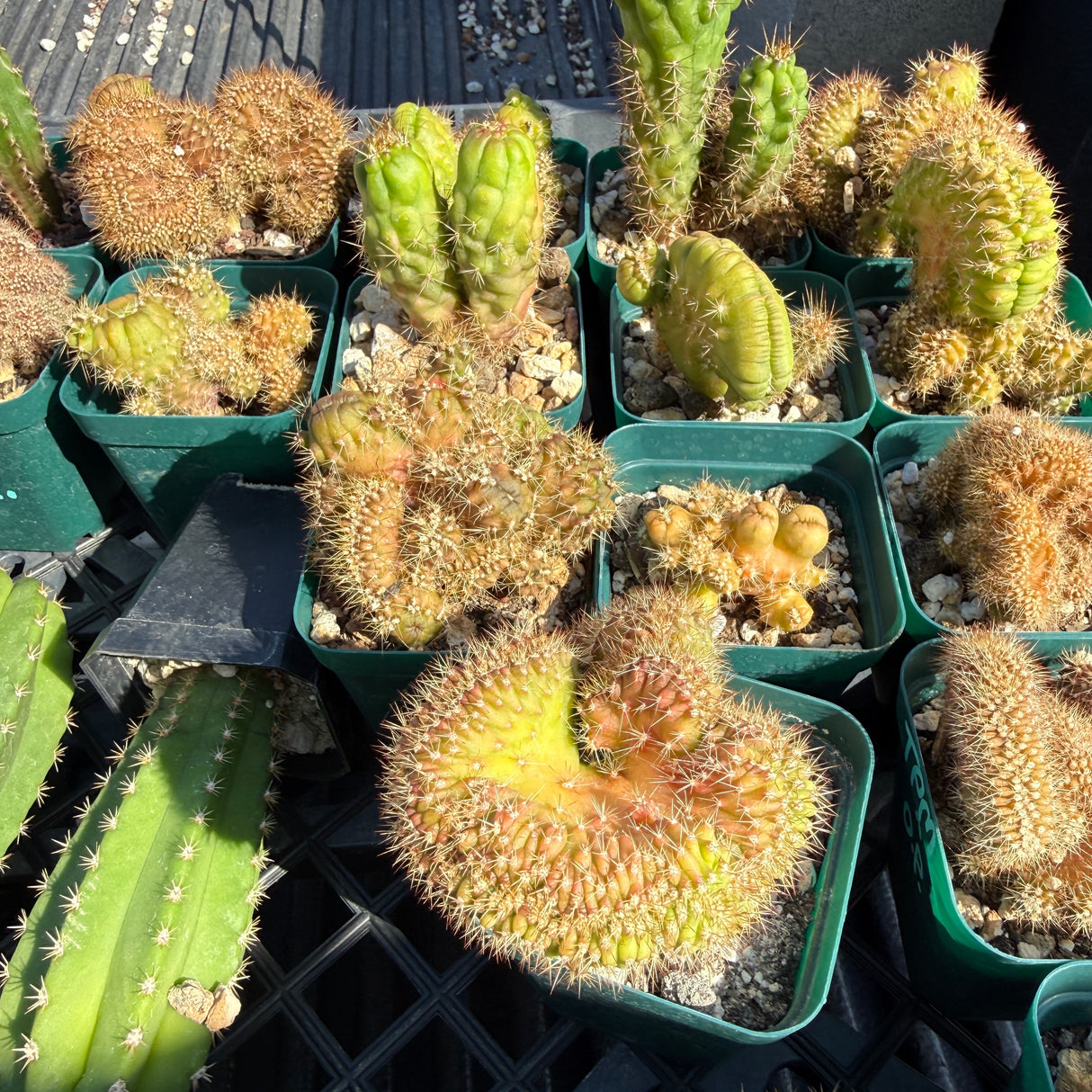 Cactus Clone - Monstrose & Crested - (TPM)