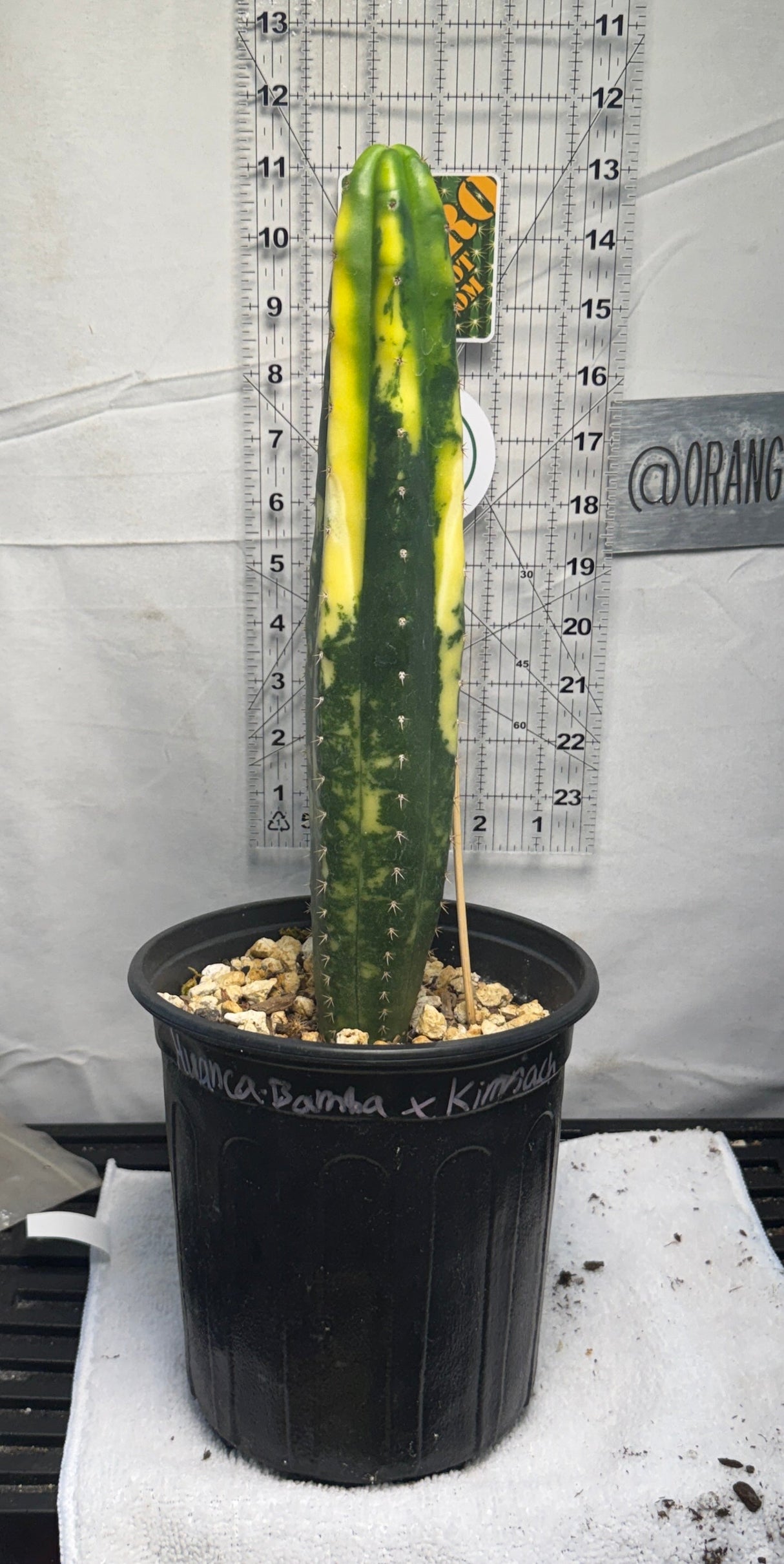 Columnar Cactus Hybrid - (Huancabamba x Kimnach - 'V')