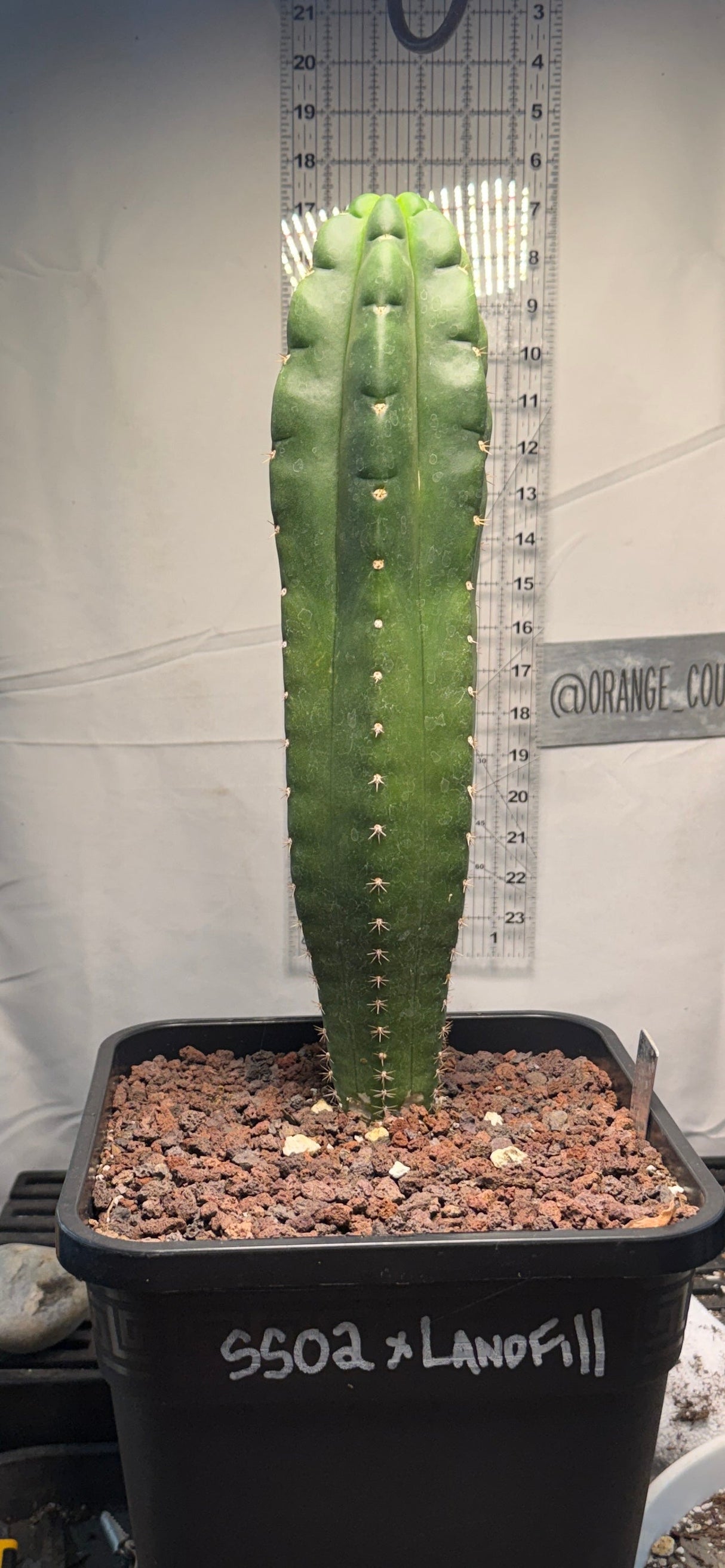 Columnar Cactus Hybrid - (SS02 x Landfill)
