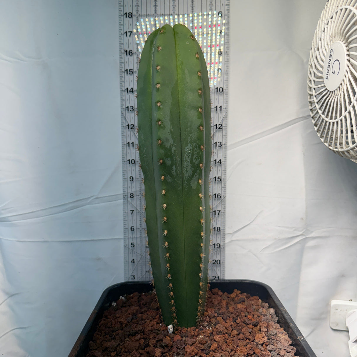 Columnar Cactus Hybrid - (ALTHEA x FERAH)