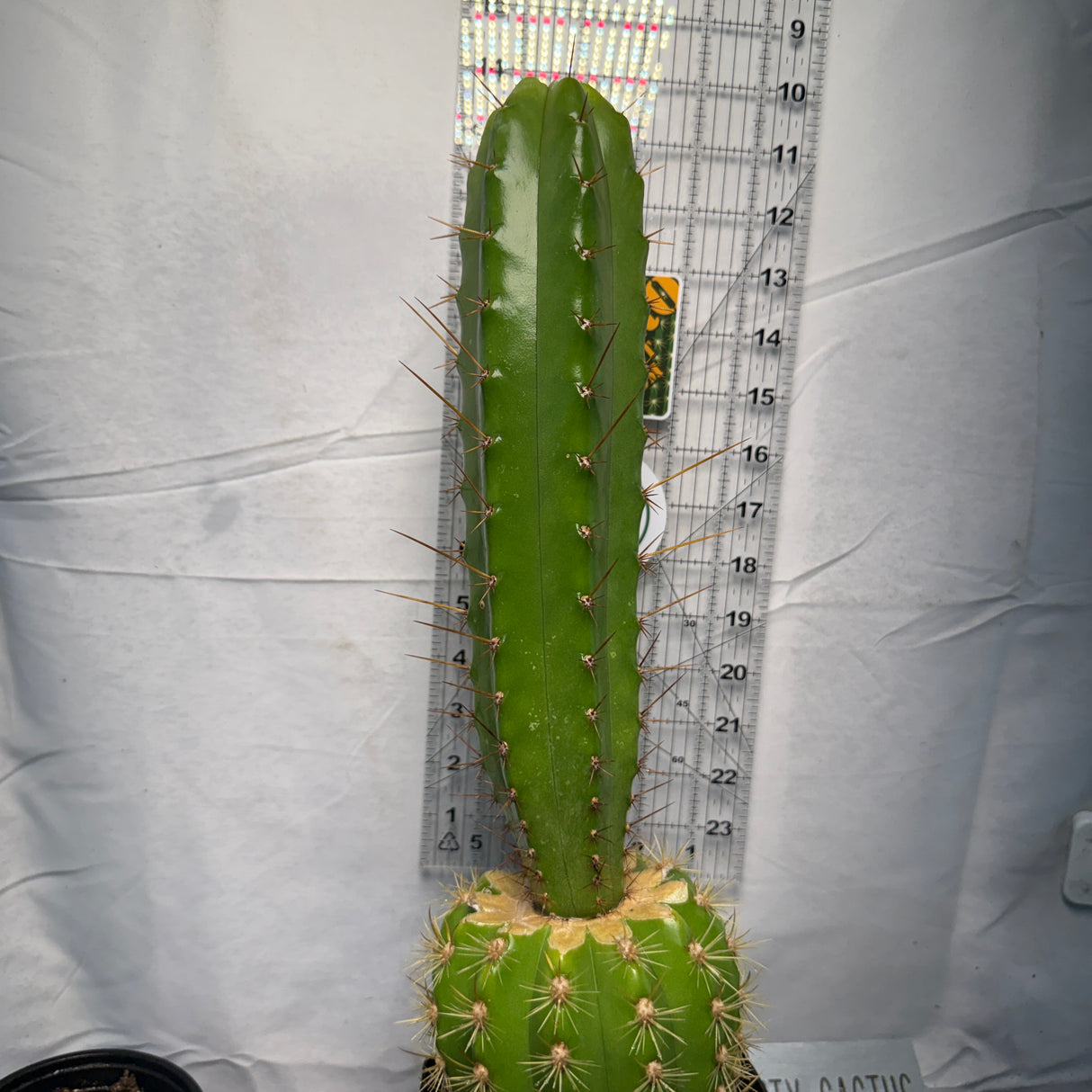 Columnar Cactus Hybrid - (KIMNACH x SS02)
