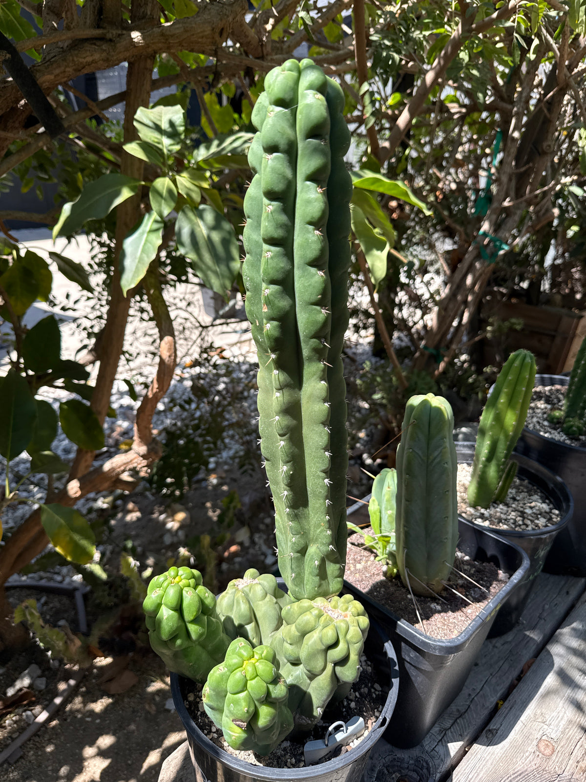 TPM Monstrose & Crested Columnar Cactus Clone