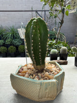 TPM x Scopulicola - Columnar Cactus Hybrid