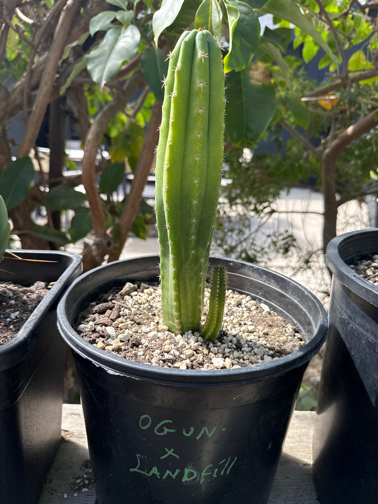 Ogun x Landfill - Columnar Cactus Hybrid