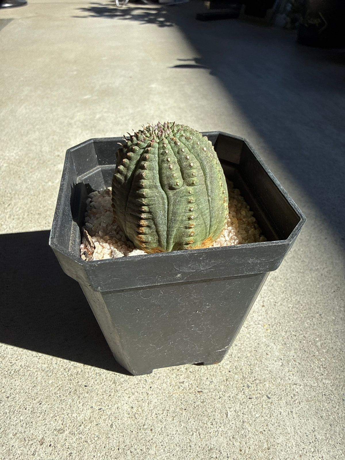 Euphorbia obesa